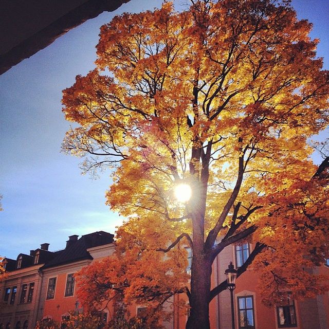 tree, low angle view, building exterior, branch, built structure, architecture, autumn, growth, change, orange color, sky, nature, sunlight, season, beauty in nature, clear sky, outdoors, city, residential building, no people