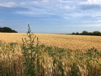 Scenic view of field against sky