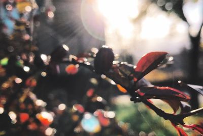 Close-up of flower plant at night