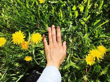 High angle view of woman hand on flowering plants