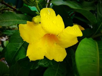 Close-up of wet yellow flower blooming outdoors