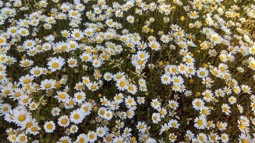 Full frame shot of flowering plants