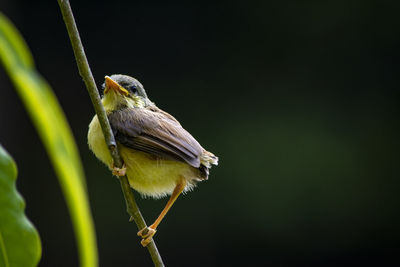 Close-up of bird perching on a plant