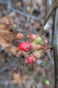 Close-up of red berries