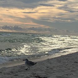 Birds on beach against sky