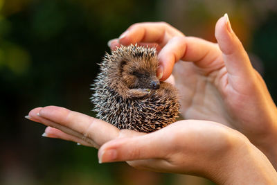 Close-up of hand holding finger