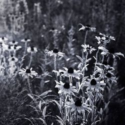 Close-up of flowers blooming in field