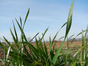 Close-up of fresh grass on field against sky