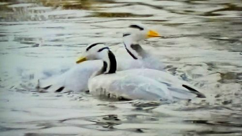 Birds swimming in lake