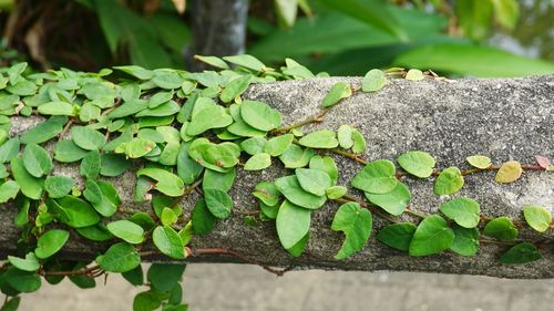 High angle view of green leaves on plant