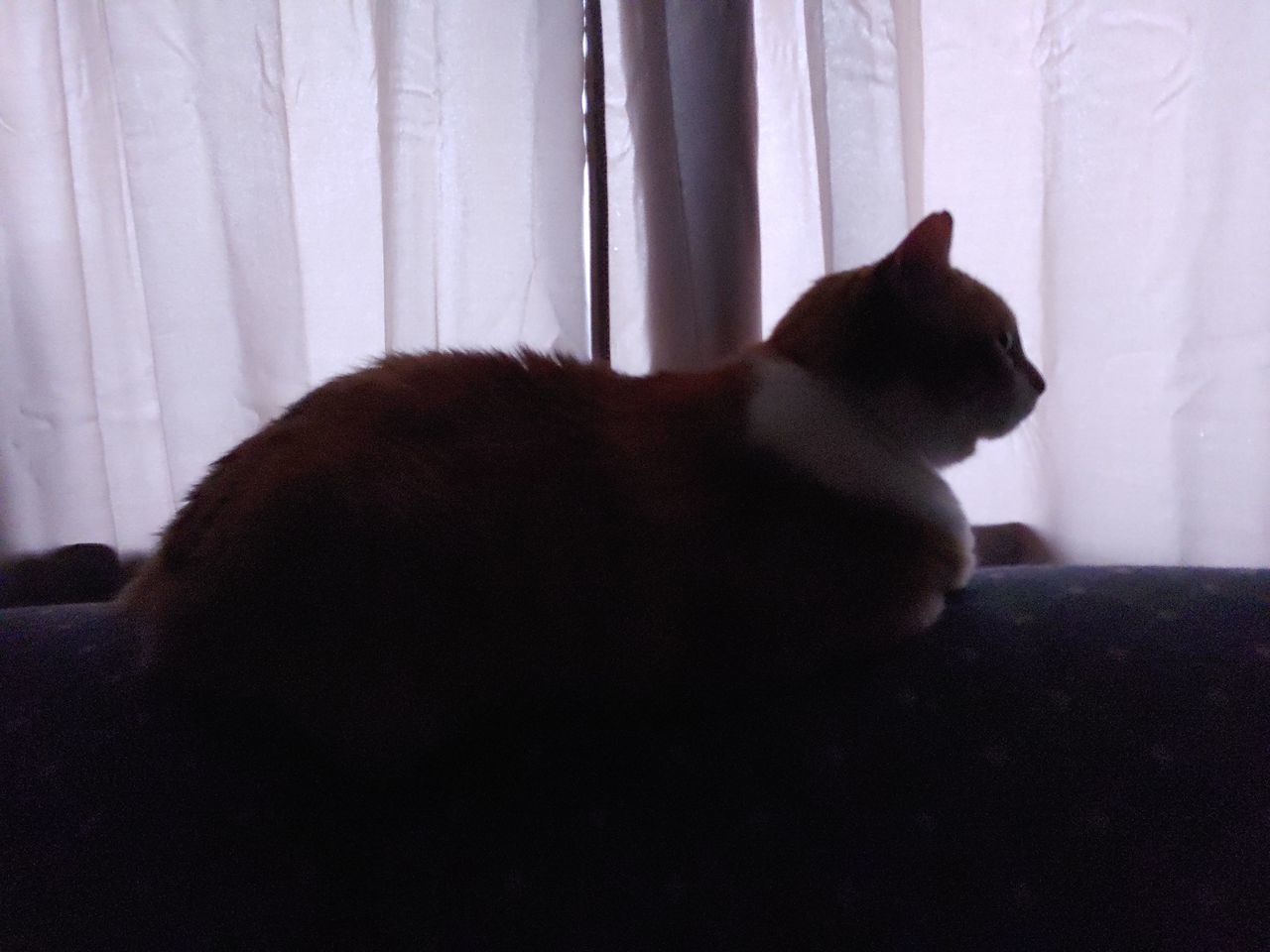 REAR VIEW OF CAT LOOKING AWAY WHILE SITTING ON WINDOW