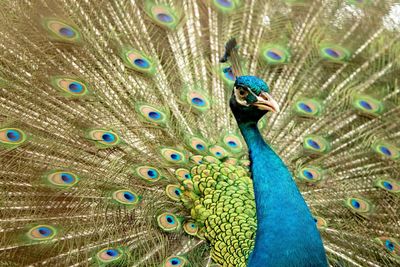 Close-up of peacock