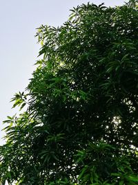 Low angle view of tree against sky