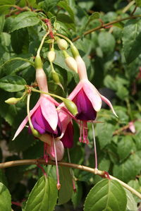 Close-up of pink flowers growing on tree