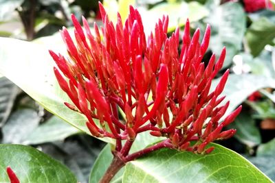 Close-up of red flower blooming outdoors