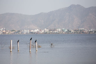 Birds perching on wooden posts in lake against cityscape and mountains