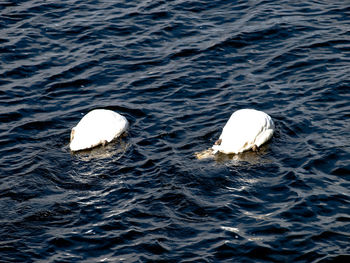 Close-up of swan swimming in sea