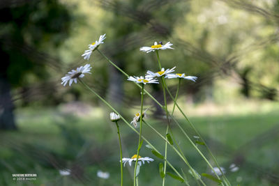 Close-up of white flowering plant