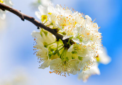 Close-up of white cherry blossoms in spring