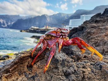 Close-up of crab on rock at beach