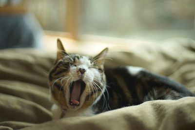 Big yawing old tabby cat