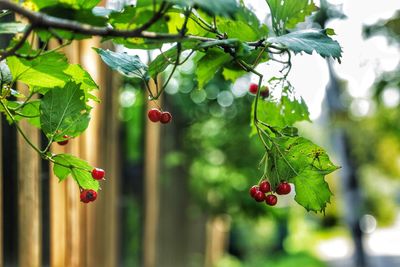 Close-up of red berries growing on tree