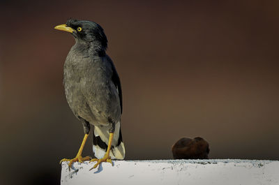 Close-up of bird perching on retaining wall