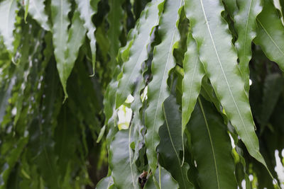 Close-up of fresh green leaves