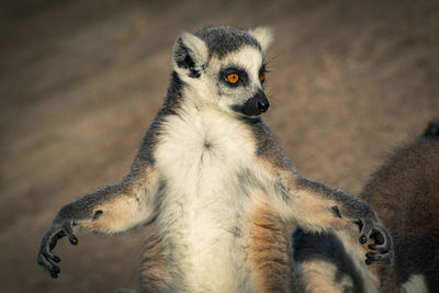 Close-up of an animal looking away