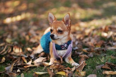 Portrait of a dog on field