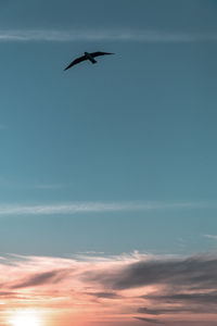 Low angle view of bird flying in sky