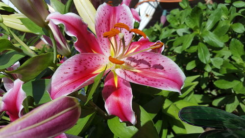 Close-up of pink flower