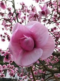 Close-up of pink magnolia flowers