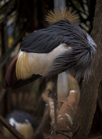 Close-up of bird perching on branch