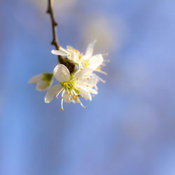 Close-up of apple blossoms in spring