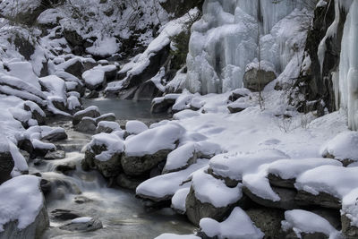 Close-up of frozen trees during winter