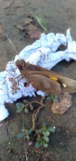 High angle view of insect on land