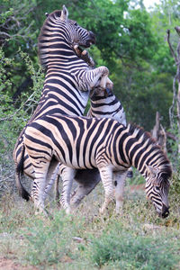 Zebra fighting in natural environment, mkuze game reserve, south africa.