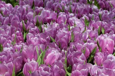 Close-up of pink flowering plants