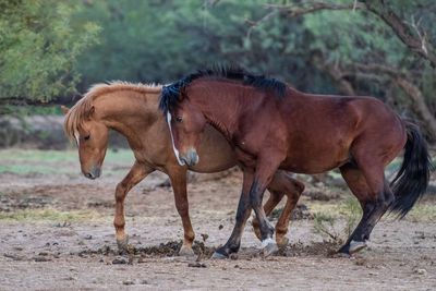 Horses standing in a field