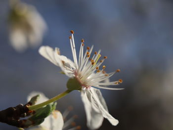 Close-up of white flowering plant