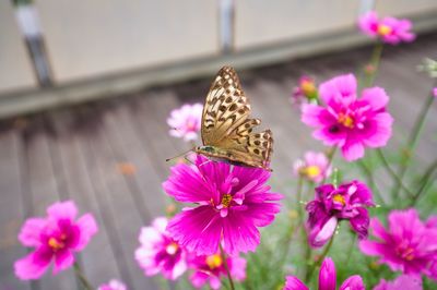 Close-up of butterfly pollinating on pink flower