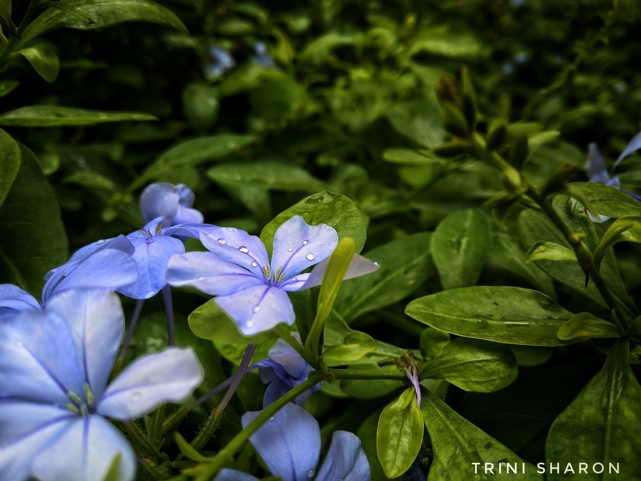 CLOSE-UP OF FLOWERS BLOOMING