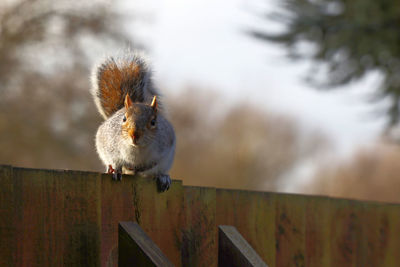 Close-up of squirrel on wooden railing