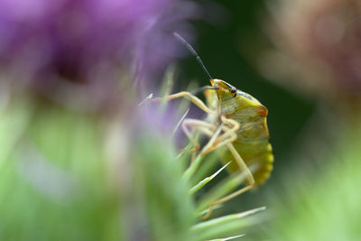 Close-up of insect on plant