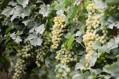 Ripe white grapes bunches hanging in vineyard and ready for harvest close up