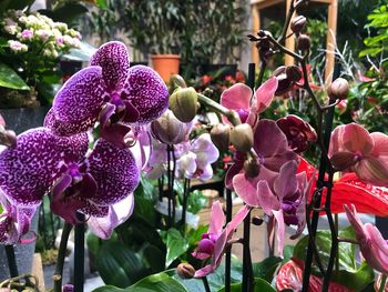 Close-up of pink orchids on plant