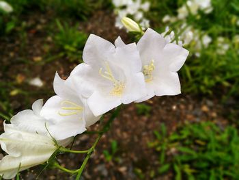 Close-up of white flowers