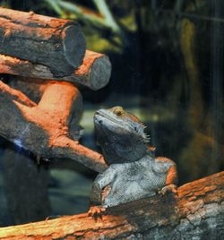 Close-up of lizard