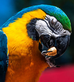 Close-up of a parrot